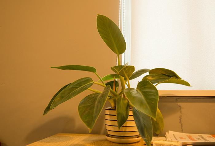 1594621719838234.jpg 千庫網_室內盆栽攝影圖片_攝影圖編號6677.jpg